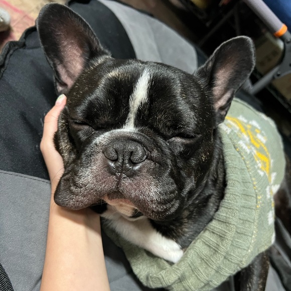 pixiefarry